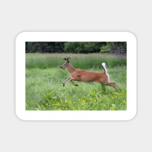 White-tailed Buck Magnet