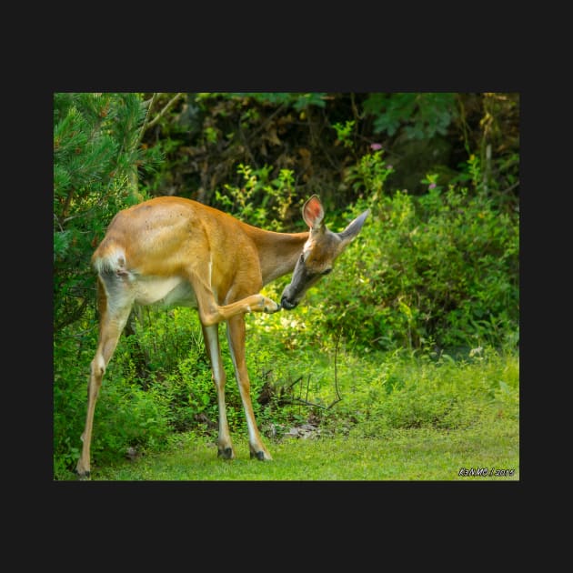 White Tailed Deer Scratching it's Nose by kenmo