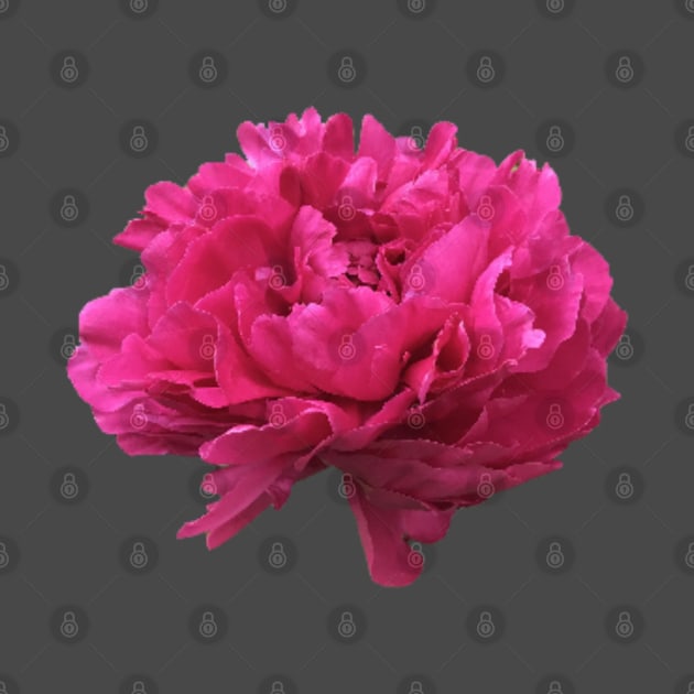 Hot Pink Peony in Full Bloom by InalterataArt
