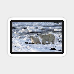 Polar Bear & Cub Tasting the Air, Churchill, Canada Magnet