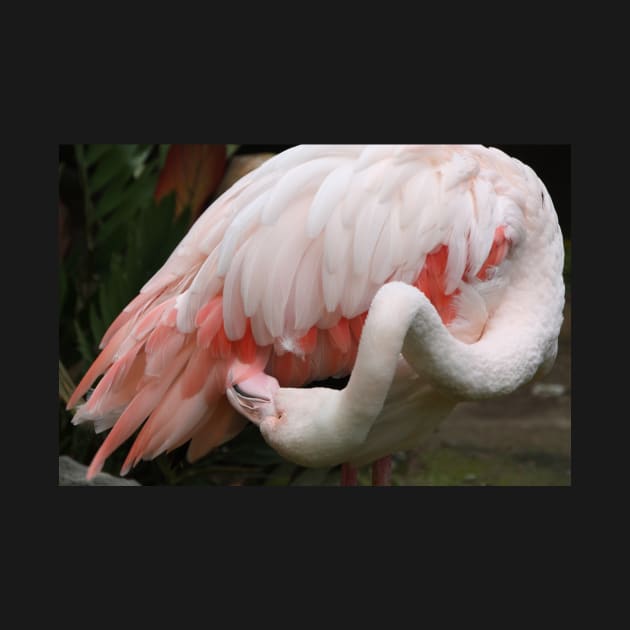 Greater Flamingo Preening #3 by Carole-Anne