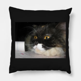 Cat Study Pillow