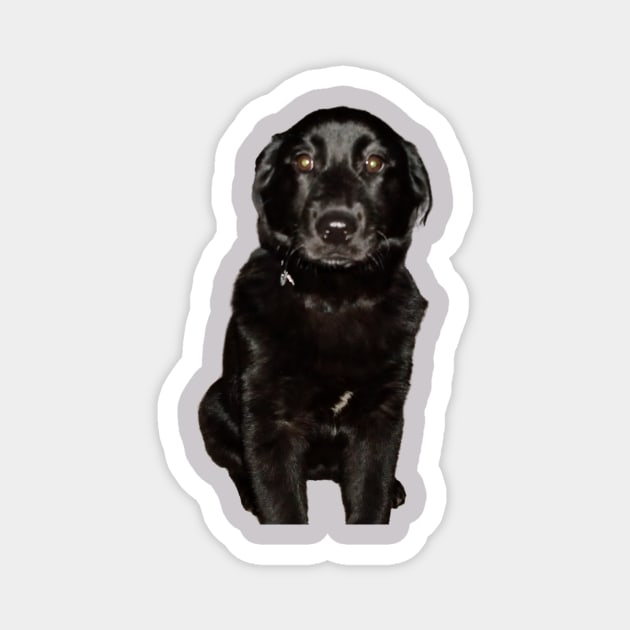 Black Lab Beauty Magnet by PandLCreations