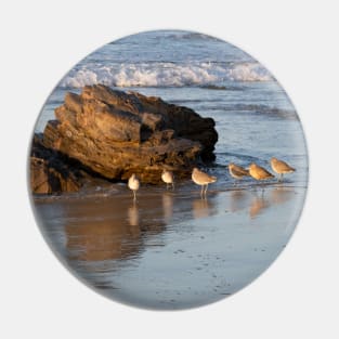 Shorebirds in a Straight Line at Crystal Cove Pin