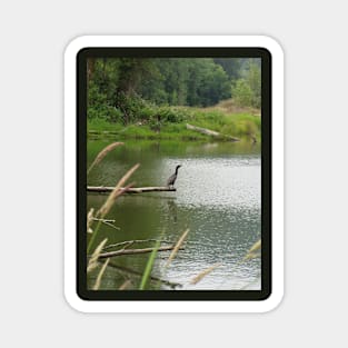 double crested cormorant #1 Magnet