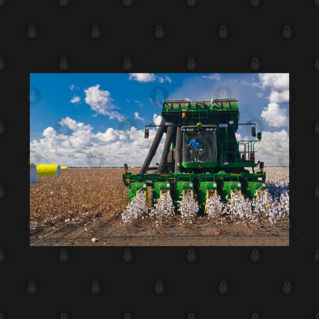 Cotton Harvesting by fotoWerner