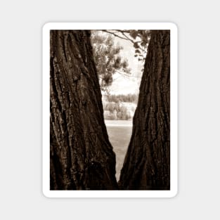 Looking at the River from in between the Trees - Brown Magnet