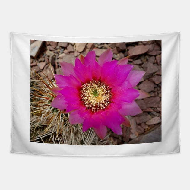 Desert Magenta Tapestry by bobmeyers