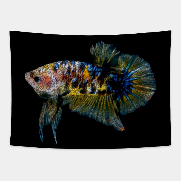 Female Betta Splendens Tapestry by PhotoArts