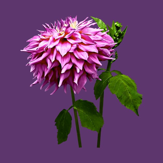 One Pink Dahlia and Buds by SusanSavad