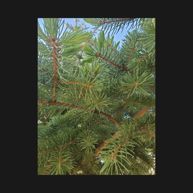 Pine Needles by Kyarwon