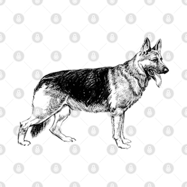 German Shepherd by  hal mafhoum?