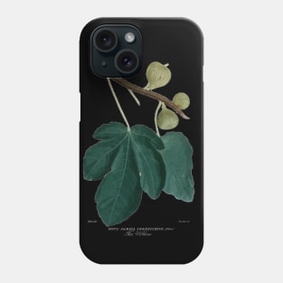 19th Century Colored Fig Aquatint Phone Case