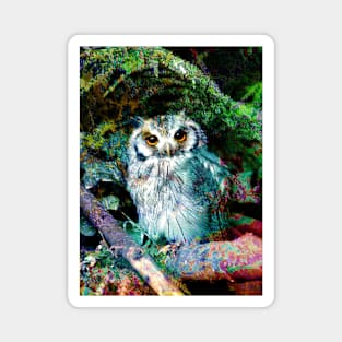 Owlss Magnet