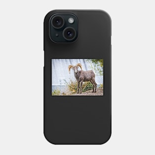 Bighorn sheep. Phone Case