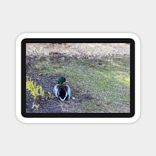 Mallard sitting on land Magnet