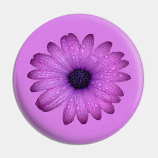 Purple Blue-Eyed Daisy And Raindrops Isolated Pin