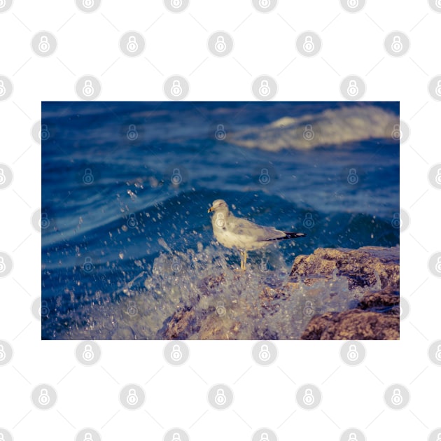Solitary Seagull 3 of 3 by Enzwell