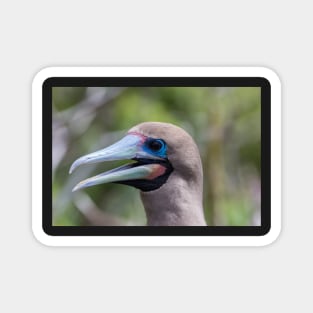 Red Footed Booby Magnet