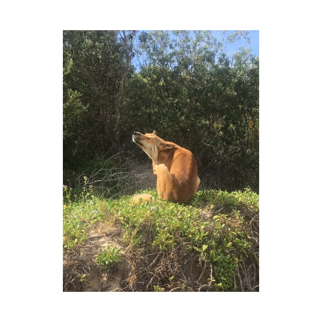 Australian dingo scratching by Captain-Jackson