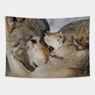 Timber Wolves Tapestry