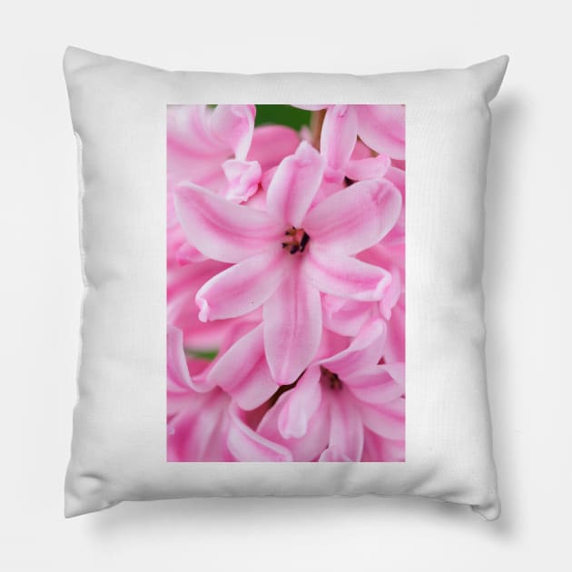 Hyacinthus orientalis  &#39;Pink Surprise&#39;  Hyacinth Pillow by chrisburrows