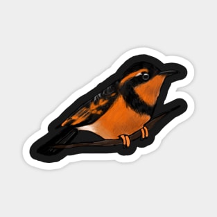 Varied Thrush Magnet