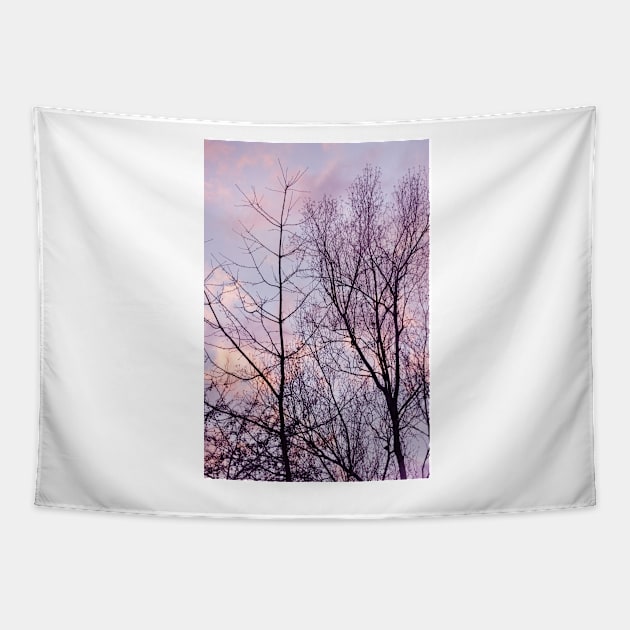 Barren trees ~ evening sky Tapestry by LaurieMinor