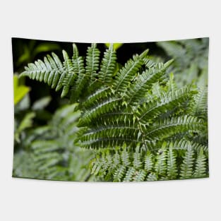 Ferns in Spring Tapestry