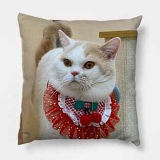 the handsome white cats Pillow