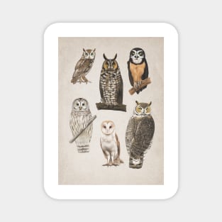 A Parliament Of Owls. Magnet