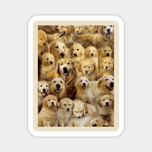 Golden Retrievers Magnet