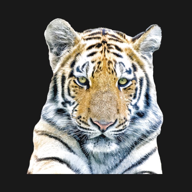 Tiger Portrait by Alemi