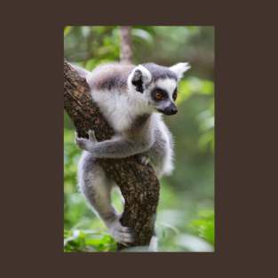 Ring-Tailed Lemur T-Shirt