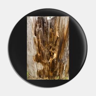 Wood texture of rotten tree trunk, close-up, texture, background Pin