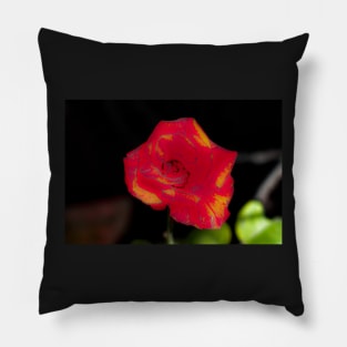 Red rose blossom with yellow parts Pillow