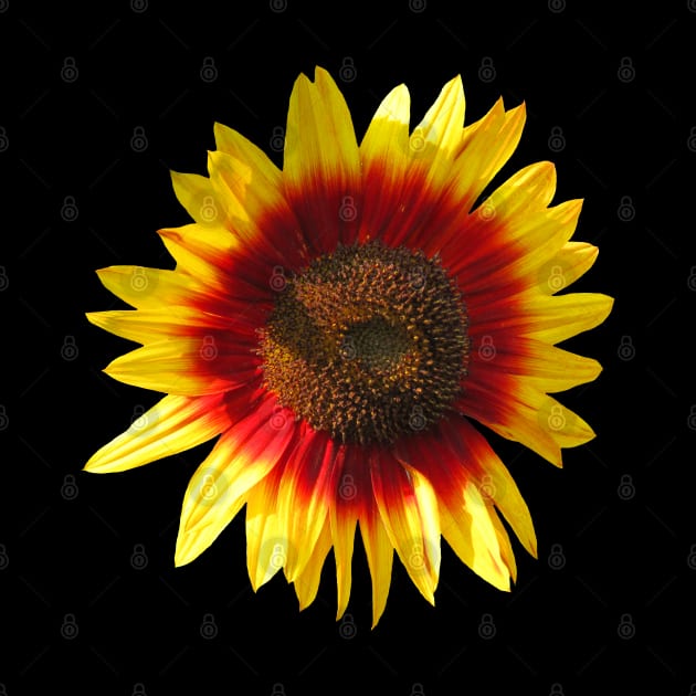 blooming sunflower, sunflowers, flowers, bloom by rh_naturestyles