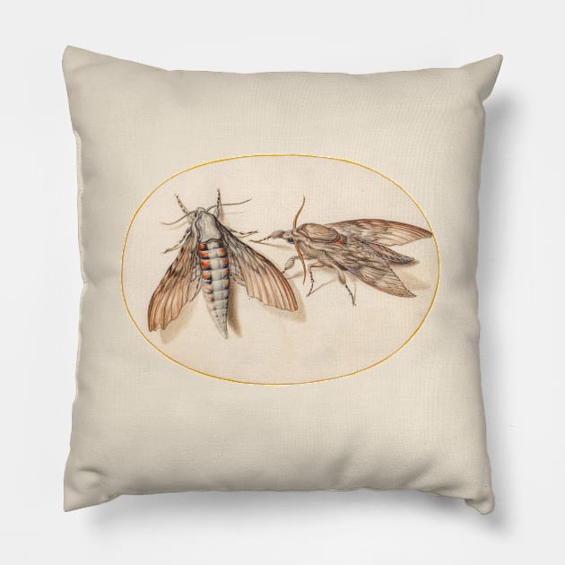 Two hawk moths, insect miniature by Joris Hoefnagel. Pillow by Luggnagg