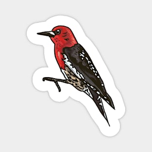 Red-breasted Sapsucker Magnet