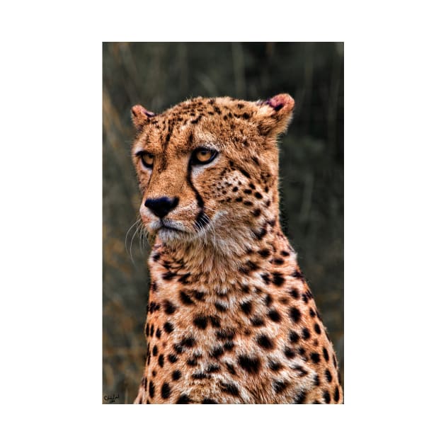 The Pensive Cheetah by Chris Lord