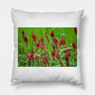 Raspberry Colored Flowers Pillow