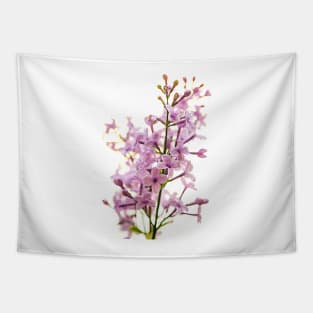 Lilac (SYRINGA VULGARIS), Πασχαλιά Tapestry