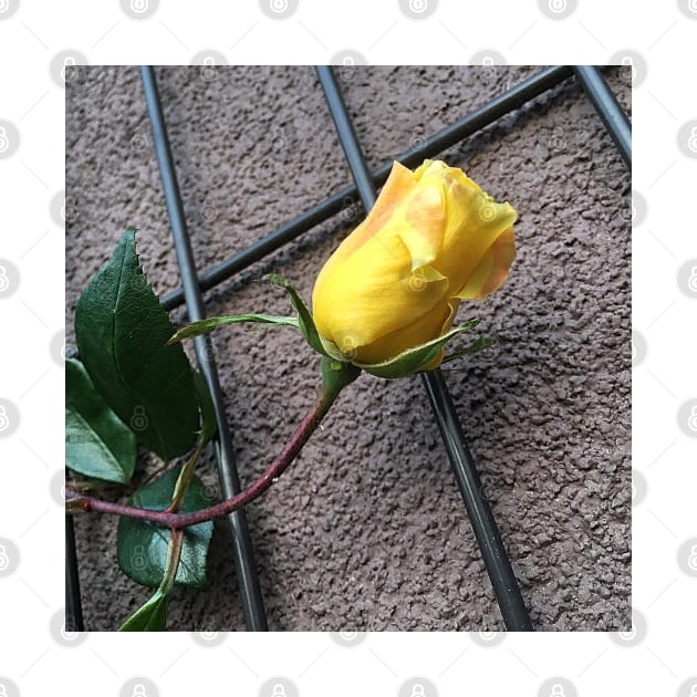 Yellow Rose On The Wall by DesignMore21