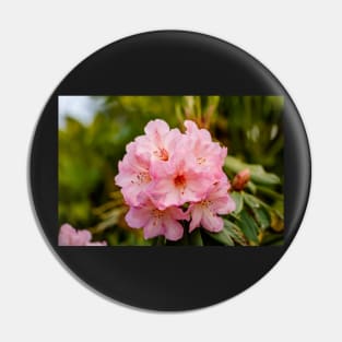 Pink rhododendron flowers Pin