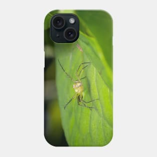 Striped lynx spider saying "come at me, bro!" Phone Case