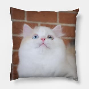 The little white cute cats Pillow