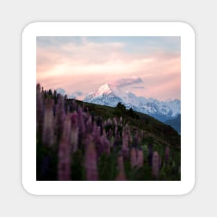 Mountain Mt. Cook with Purple Lupin Flowers During Sunset Magnet