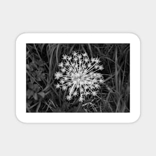 Seed Pod Black and White Magnet