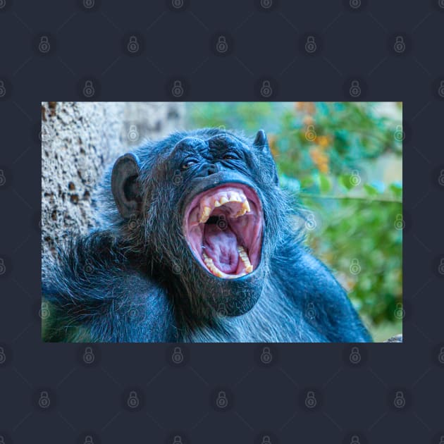 Chimpanzee laugh by dalyndigaital2@gmail.com