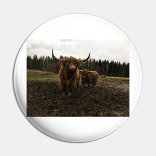 Scottish Highland Cattle Bulls 2174 Pin